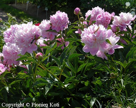 Paeonia lactiflora 'Sorbet', kiinanpioni